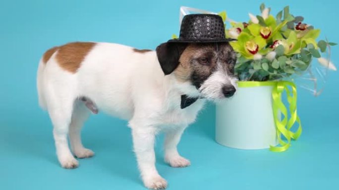 杰克罗素梗狗绅士的特写肖像，戴着帽子和领结，旁边是蓝色背景上的一束兰花。