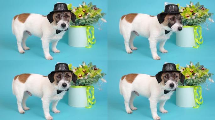 杰克罗素梗狗绅士的特写肖像，戴着帽子和领结，旁边是蓝色背景上的一束兰花。