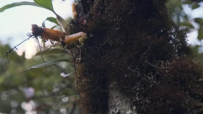 自然栖息地树干上的特有野生兰花。泰国Doi Inthanon国家公园的雨林