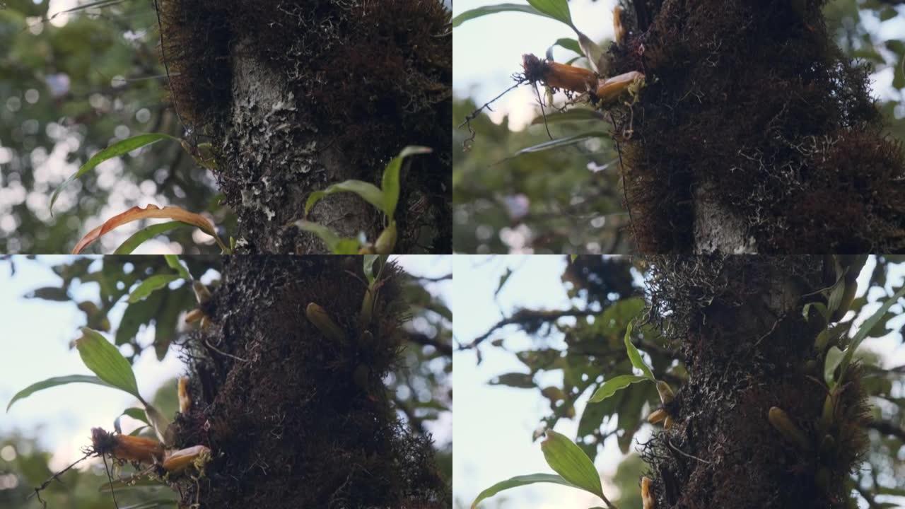 自然栖息地树干上的特有野生兰花。泰国Doi Inthanon国家公园的雨林