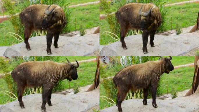 一个大米什米羚牛站在动物园的录像。羚牛是在喜马拉雅山东部发现的山羊羚羊。