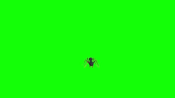蚂蚁在绿色屏幕上进食