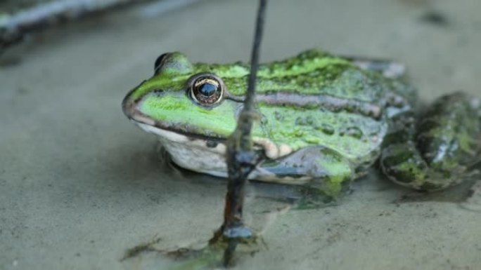 湿地上的绿色青蛙。常见的青蛙，池塘水中的蛙。在阳光明媚的日子里，在湖泊或河流中，野蟾蜍在水面上放松的