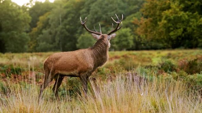 雄性马鹿牡鹿 (cervus elaphus) 在美丽的蕨类植物和森林景观和风景中发情期间，英国英国