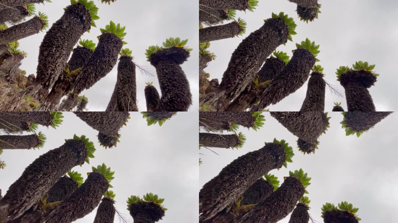 4k画面显示坦桑尼亚乞力马扎罗山附近奇异的土著热带树木