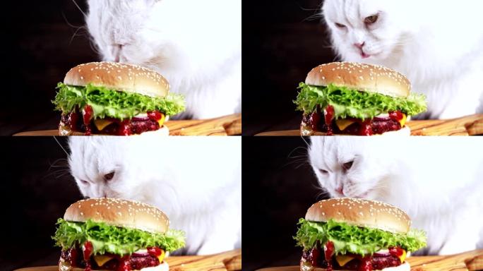 可爱的蓬松猫在黑暗背景下吃大汉堡。凯蒂 (Kitty) 吃美味的快餐，包括肉排，洋葱，蔬菜，融化的奶
