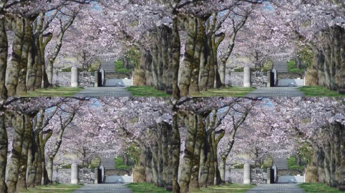 樱花绿树成荫的大道在早晨