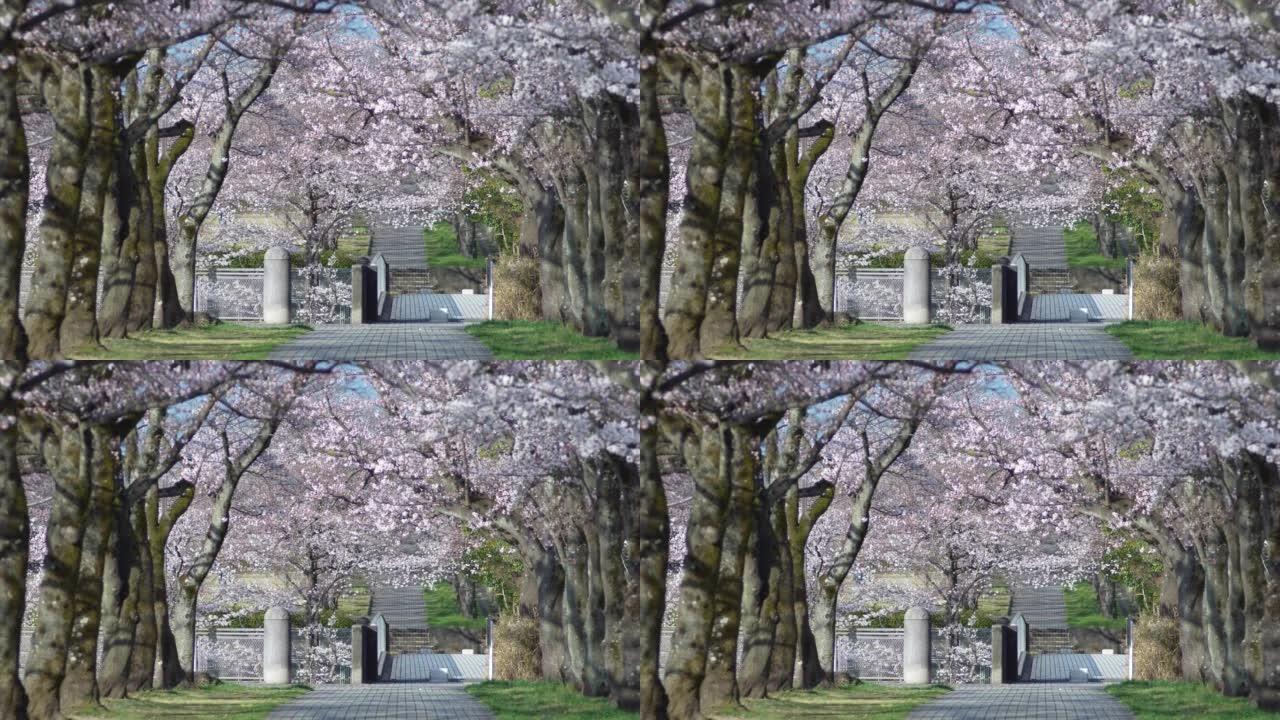 樱花绿树成荫的大道在早晨
