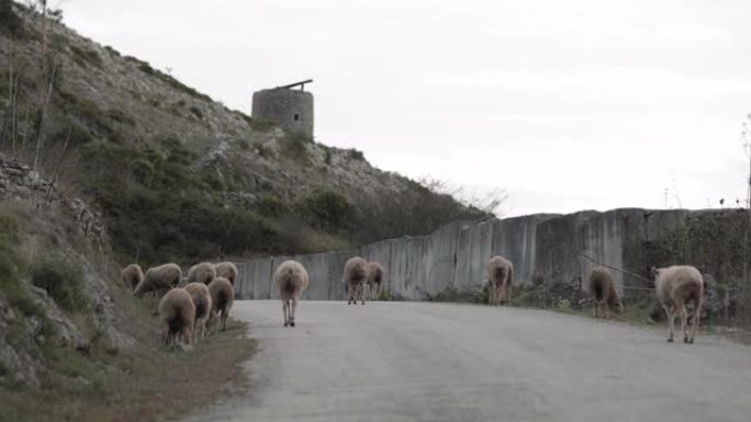 绵羊在葡萄牙Serra de Aire e Candeeiros自然公园的一个岩石山丘附近的乡村道路