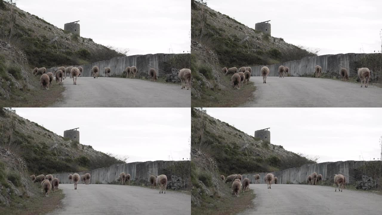 绵羊在葡萄牙Serra de Aire e Candeeiros自然公园的一个岩石山丘附近的乡村道路