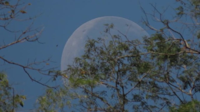 带树枝的月亮景色月月圆