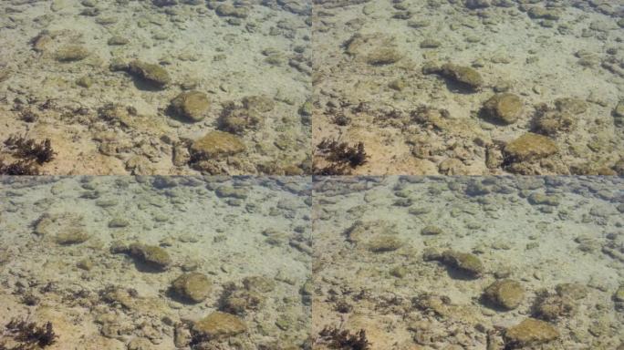 白色沙滩上被海浪席卷的死珊瑚岩石