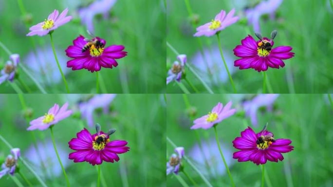 花上的蜜蜂采蜜红花花朵