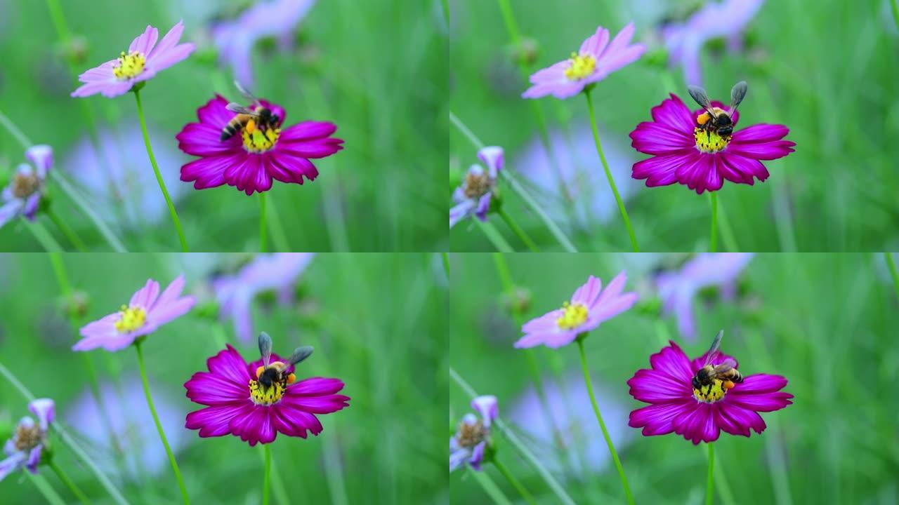 花上的蜜蜂采蜜红花花朵