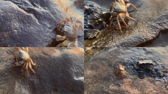 岩石海岸上的螃蟹螃蟹爬行小螃蟹近景特写