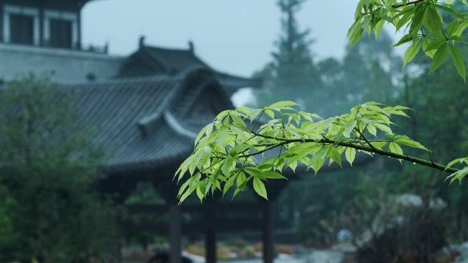 4k下雨天古建筑屋檐下雨中国风雨中绿植雨