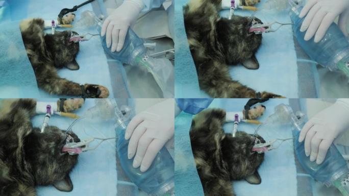 手术室的兽医外科医生进行猫绝育