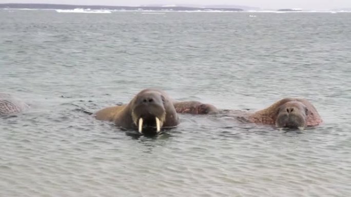 海洋中的海象