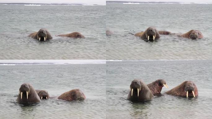 海洋中的海象