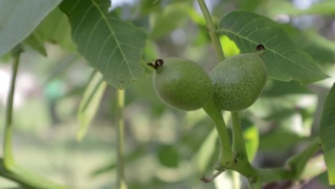 绿色生熟核桃在绿色外壳的树枝上。核桃水果。核桃是胡桃科胡桃属的任何树木的坚果