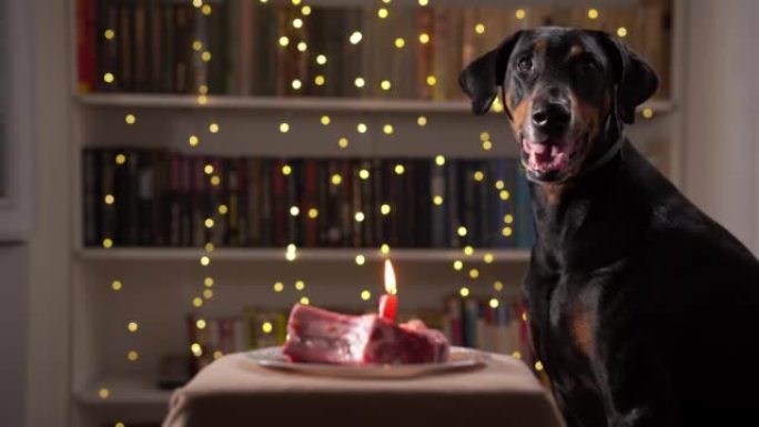 黑狗在家里的生日那天，在花环和肉饼的背景下坐在室内