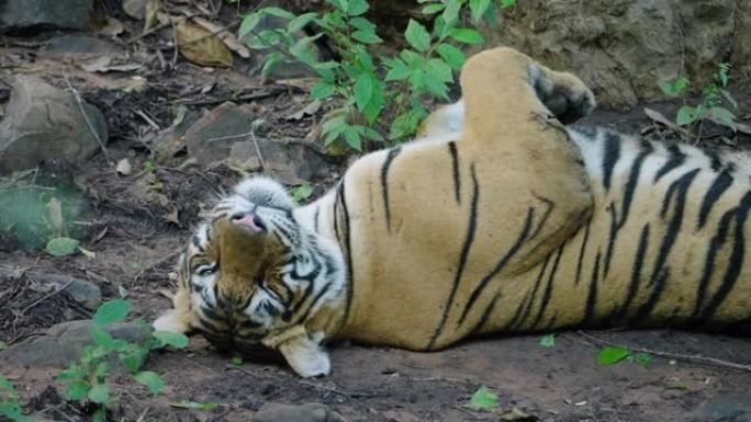 一只年轻的母老虎放松并试图以慢动作入睡