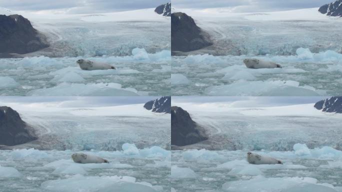 长胡子海豹躺在漂浮的冰山上