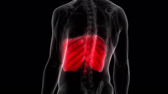 人体呼吸系统膈肌解剖动画概念