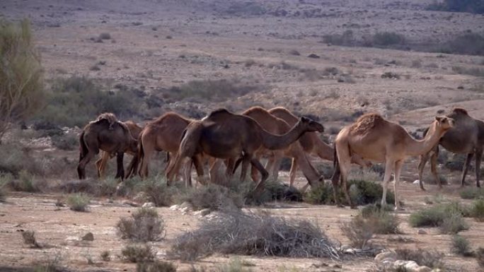 以色列沙漠中的骆驼群