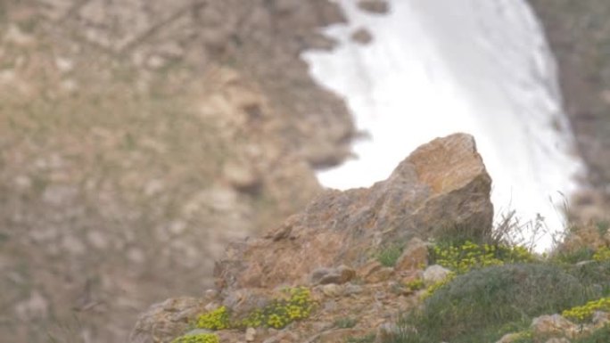 岩石上的有角百灵鸟