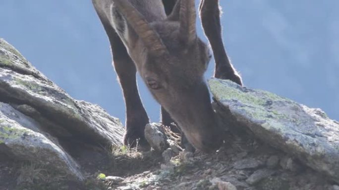 Ibex雌性挖根觅食，Capra ibex，