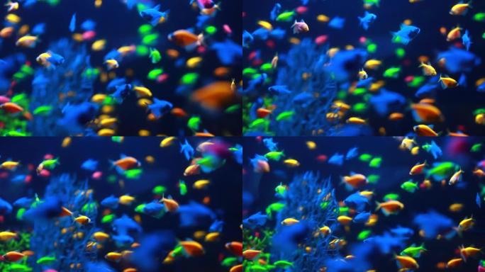 在天然珊瑚礁中水下游动的奇特五颜六色的小鱼的宏观照片。绿色植物的小型淡水水族馆。黑暗主题。选择性软聚