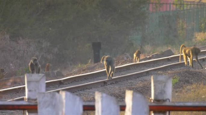 狒狒部队在非洲的火车铁路上行走