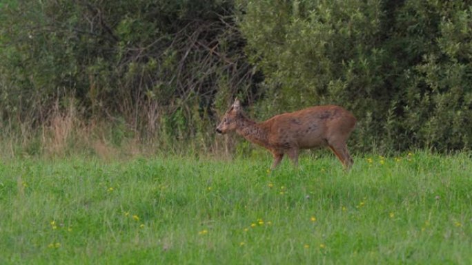 Ro鹿，Capreolus Capreolus，母鹿在草地上觅食并环顾四周。野生动物ro鹿，橙色毛皮