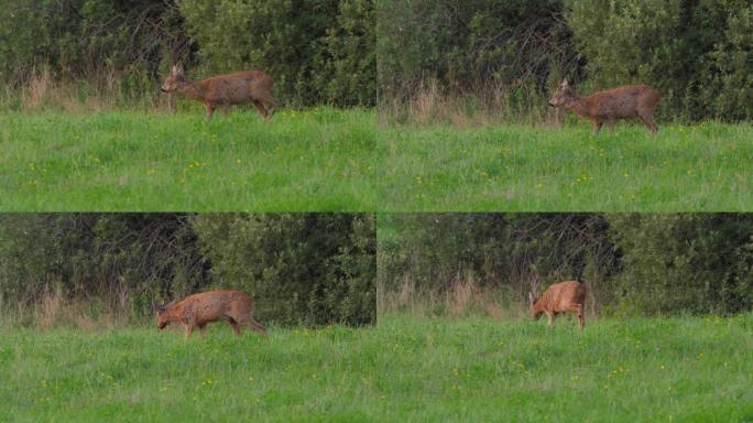 Ro鹿，Capreolus Capreolus，母鹿在草地上觅食并环顾四周。野生动物ro鹿，橙色毛皮