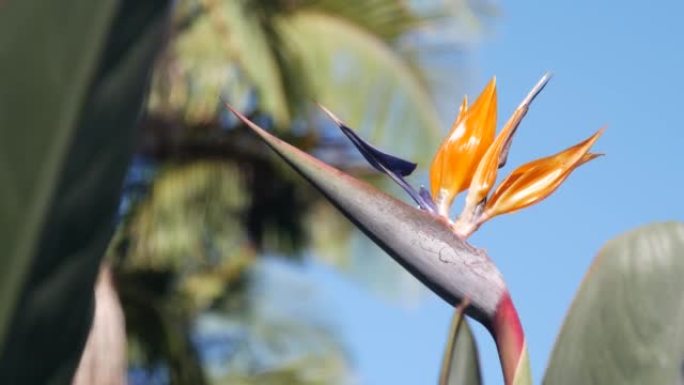 天堂鸟鹤花异国情调的热带盛开。加州植物志