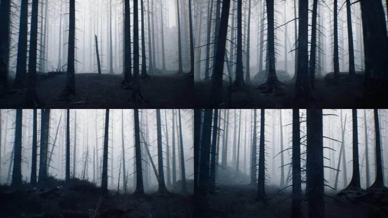 黄昏薄雾中的神秘黑暗森林。世界末日后令人毛骨悚然的气氛。噩梦般的神秘森林概念。动画非常适合幽灵般的、