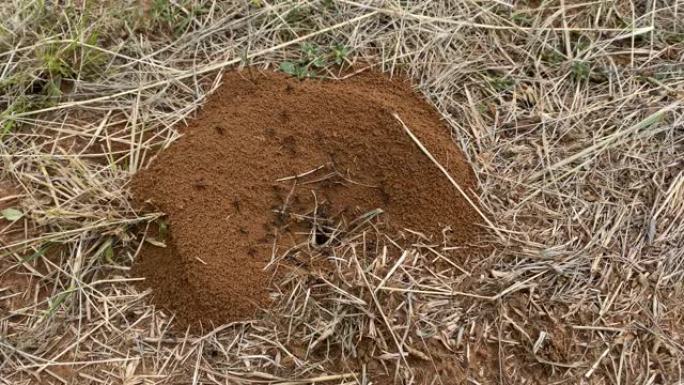 蚂蚁挖洞筑巢