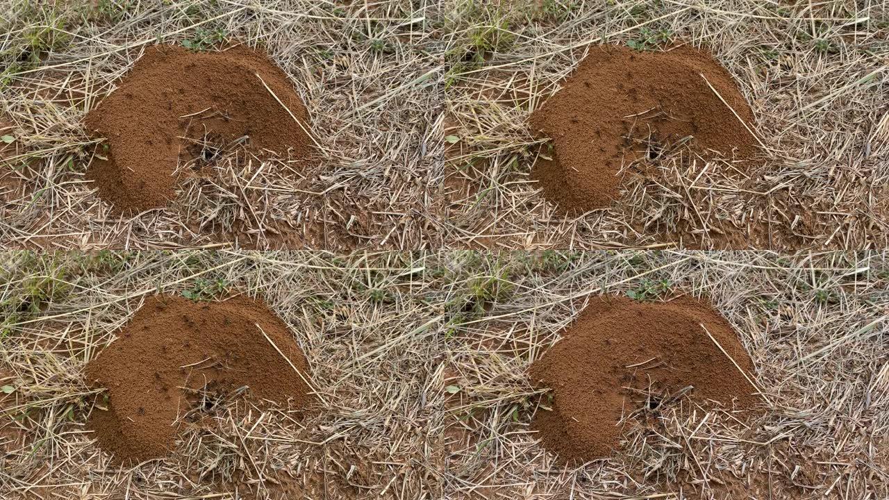 蚂蚁挖洞筑巢
