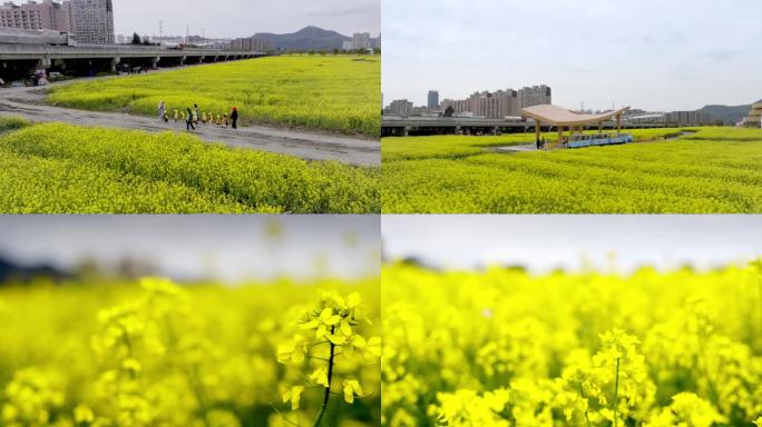 城中菜花田小朋友游玩