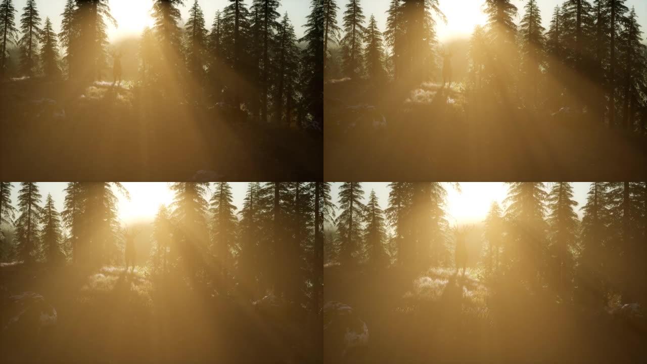 日落时森林中的鹿雄