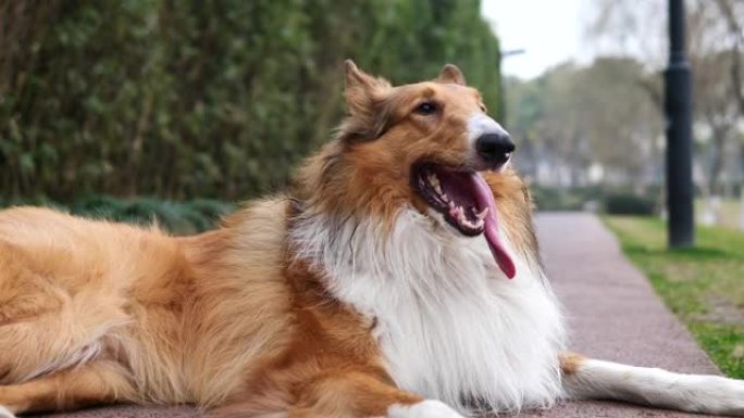 苏格兰牧羊犬奔跑后躺在路中间的肖像，舌头伸出来呼吸沉重，可爱的粗糙牧羊犬，4k镜头慢动作。