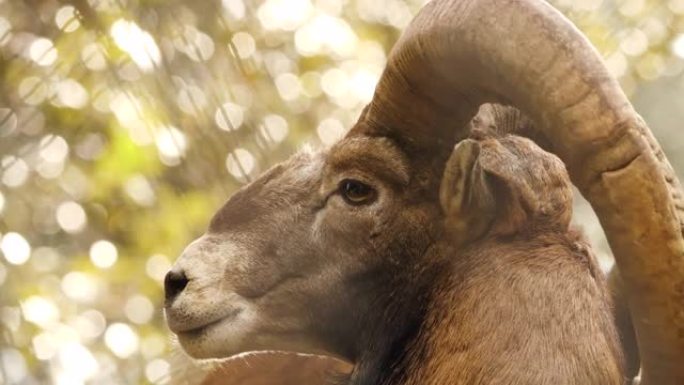 有大角的野生公羊，大自然中的动物，森林中的mouflon，野生绵羊野生动物