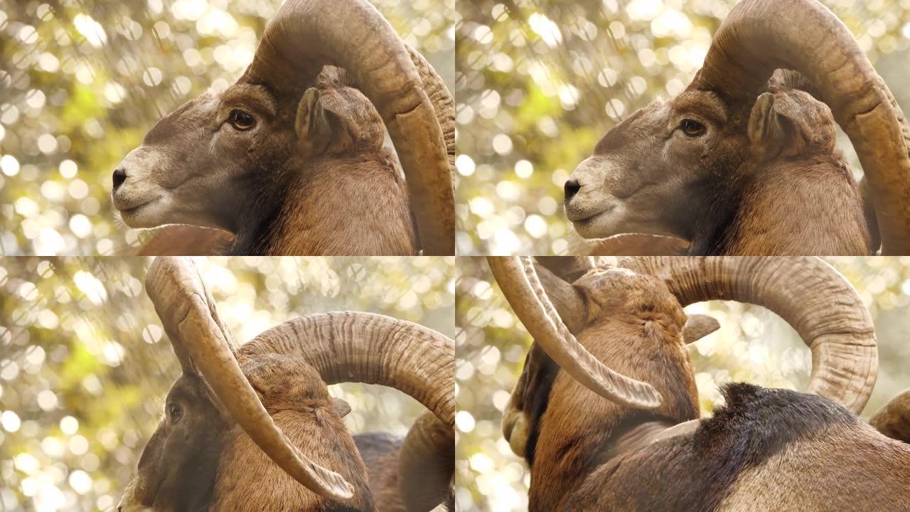 有大角的野生公羊，大自然中的动物，森林中的mouflon，野生绵羊野生动物