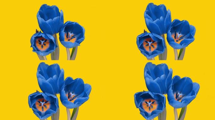 黄色背景上的一束美丽的蓝色郁金香，乌克兰国旗的颜色，争取独立和不可侵犯的斗争概念，对抗