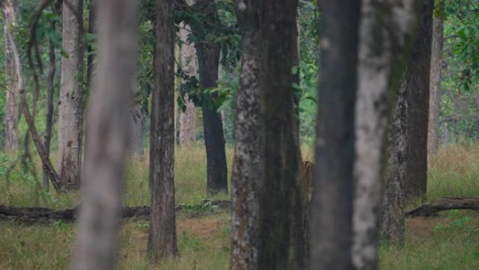 在印度中部森林的树林中行走的母老虎