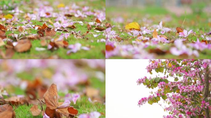 红色紫荆花 红花羊蹄甲