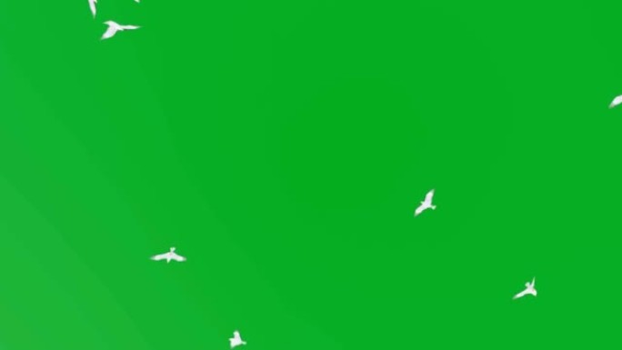 海鸥在绿色背景下飞行