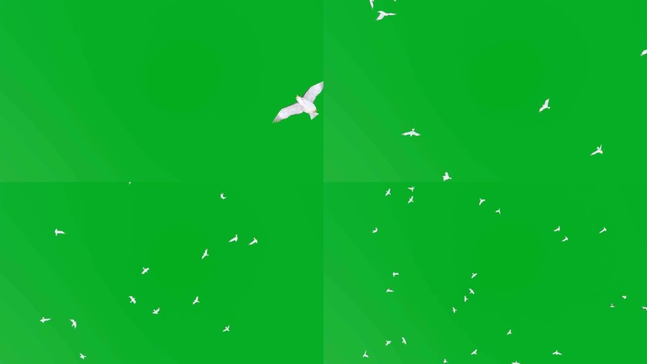 海鸥在绿色背景下飞行