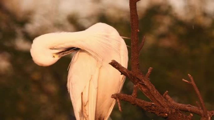 在keoladeo国家公园或bharatpur鸟类保护区拉贾斯坦邦印度亚洲的自然黄金小时灯光下，小白